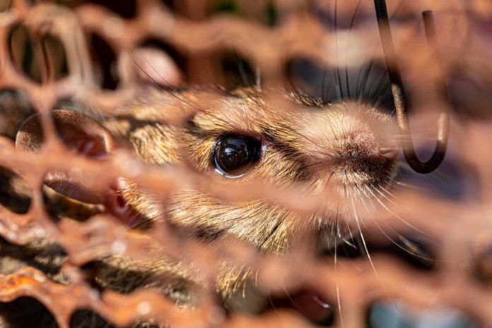 Hantavirus Argentine 150 rongeurs analysés après le drame du MV Hondius bateau Ma Santé Un rat capturé dans une cage, analysé par des scientifiques pour déterminer s’il est porteur de l’hantavirus.