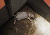 Un rat retrouvé mort à bord du navire potentiellement infecté par le hantavirus.
