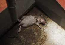 Panique à bord : un foyer mortel de hantavirus sur un navire de croisière Un rat retrouvé mort à bord du navire potentiellement infecté par le hantavirus.