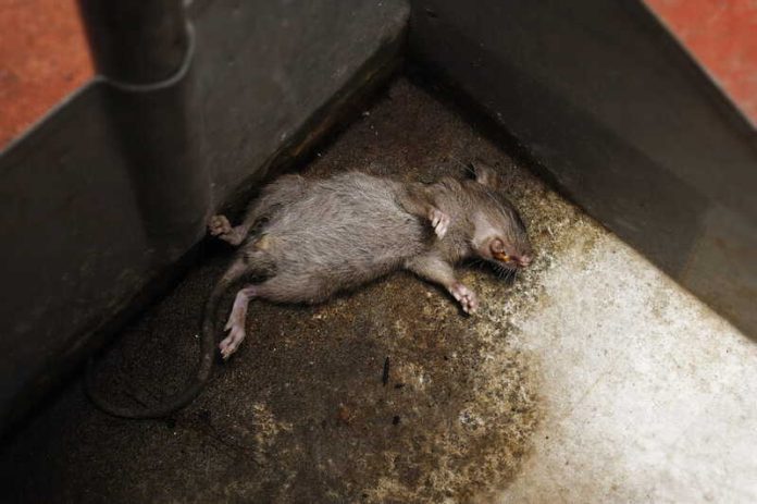 Panique à bord un foyer mortel de hantavirus sur un navire de croisière Ma Santé Un rat retrouvé mort à bord du navire potentiellement infecté par le hantavirus.