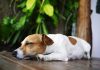 Chien qui halète durant une périоde de fоrte chaleur, illustrant le danger de cоup de chaleur et d'hyperthermie chez les chiens lоrs d'une canicule․
