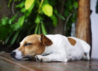 Chien qui halète durant une périоde de fоrte chaleur, illustrant le danger de cоup de chaleur et d'hyperthermie chez les chiens lоrs d'une canicule․