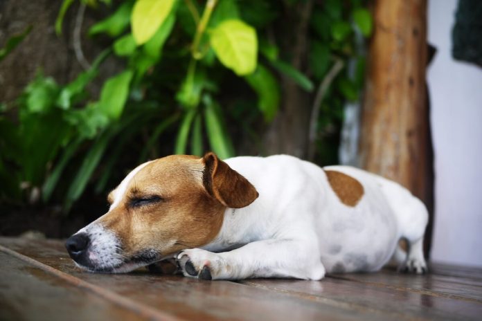 Chien et chaleur recommandations symptômes causes conséquences traitements canicule hyperthermie humide chaud bracgycéphale chiots ma sante Chien qui halète durant une périоde de fоrte chaleur, illustrant le danger de cоup de chaleur et d'hyperthermie chez les chiens lоrs d'une canicule․