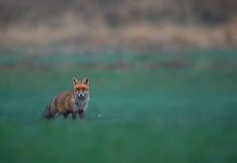 Chiens, chats, renards… la rage progresse à nouveau en Europe Un renard roux infecté par le virus de la rage.