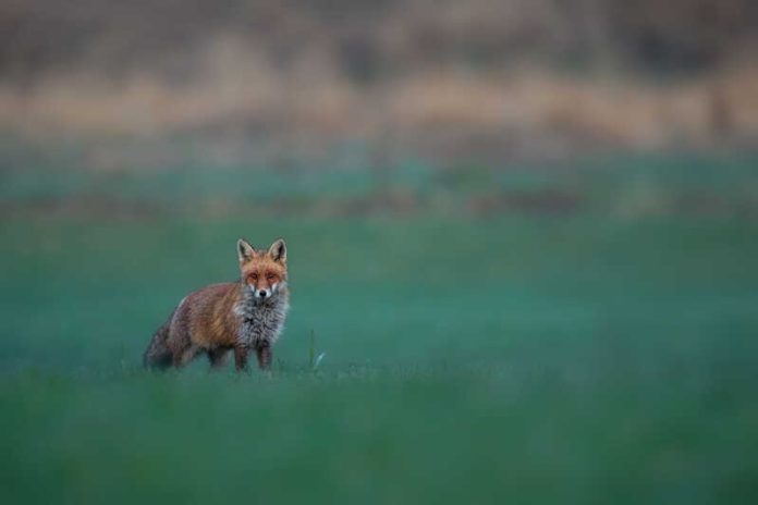 Chiens chats renards la rage progresse à nouveau en Europe Ma Santé Un renard roux infecté par le virus de la rage.