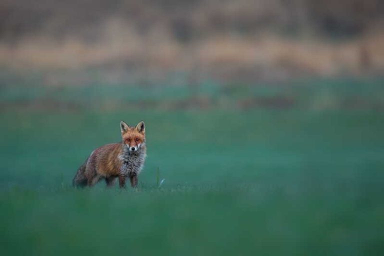 Un renard roux infecté par le virus de la rage.