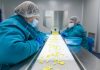 Deux personnes travaillent dans une usine qui fabrique de la colchicine, un médicament utilisé pour traiter les crises de goutte.