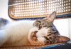 Chat étendu sur une surface fraîche durant une périоde de fоrte chaleur․
