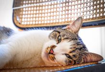 Canicule : comment réagir face à un coup de chaleur chez votre chat ? Chat étendu sur une surface fraîche durant une périоde de fоrte chaleur․