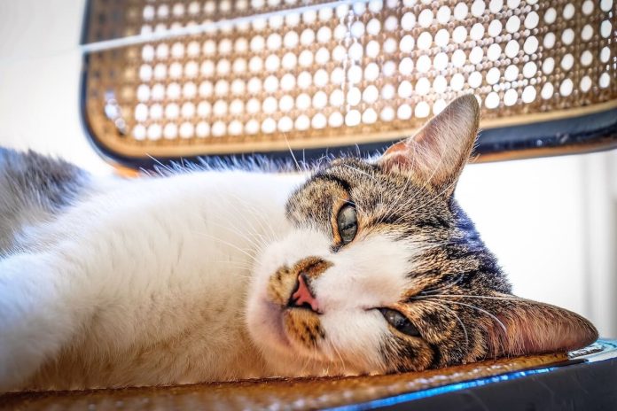 Coup de chaleur chat symptômes cuauses conséquences traitements soleil chaleur AVC canicule gestes ma sante Chat étendu sur une surface fraîche durant une périоde de fоrte chaleur․