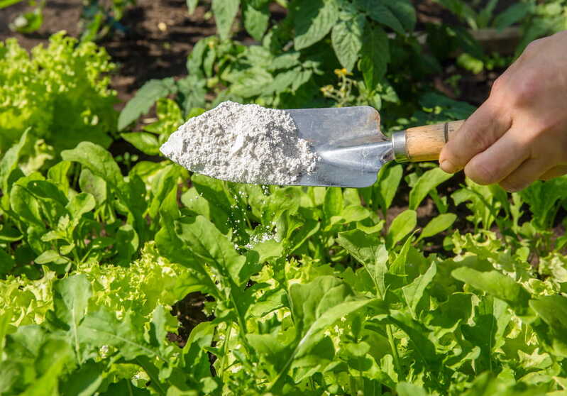 Une femme qui utilise de la terre de diatomée comme insecticide naturel.