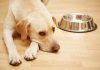 Un chien sans appétit, victime d'un cancer.