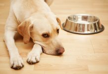 Cancer du chien et du chat : les signes qui doivent alerter Un chien sans appétit, victime d'un cancer.