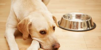 Cancer du chien et du chat : les signes qui doivent alerter Un chien sans appétit, victime d'un cancer.