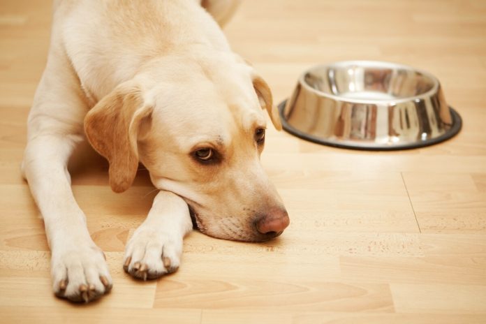 cancer animaux chiens race risque ma sante Un chien sans appétit, victime d'un cancer.