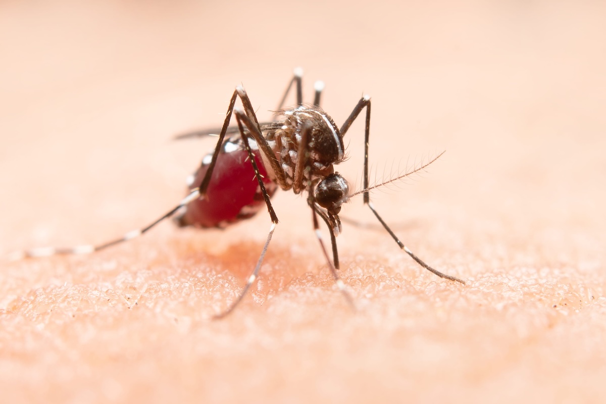 Un moustique tigre infecté par le virus du chikungunya en train de piquer une personne.