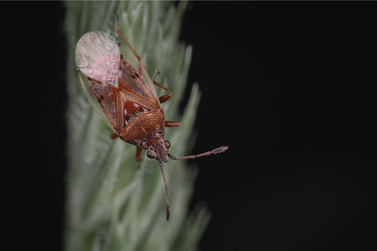 Triatome, insecte vecteur de la maladie de Chagas.
