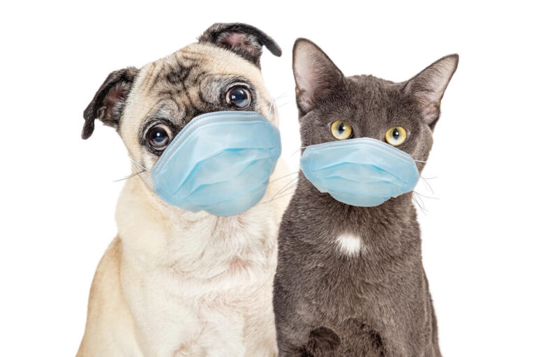 Un chien et un chat qu'il faut protéger avec une assurance maladie.