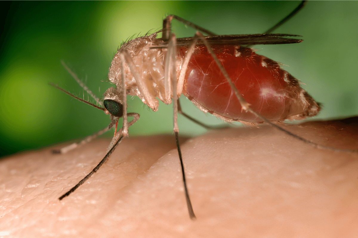 Gros plan sur un moustique Culex en train de piquer la peau, principal vecteur du virus West Nile en France.