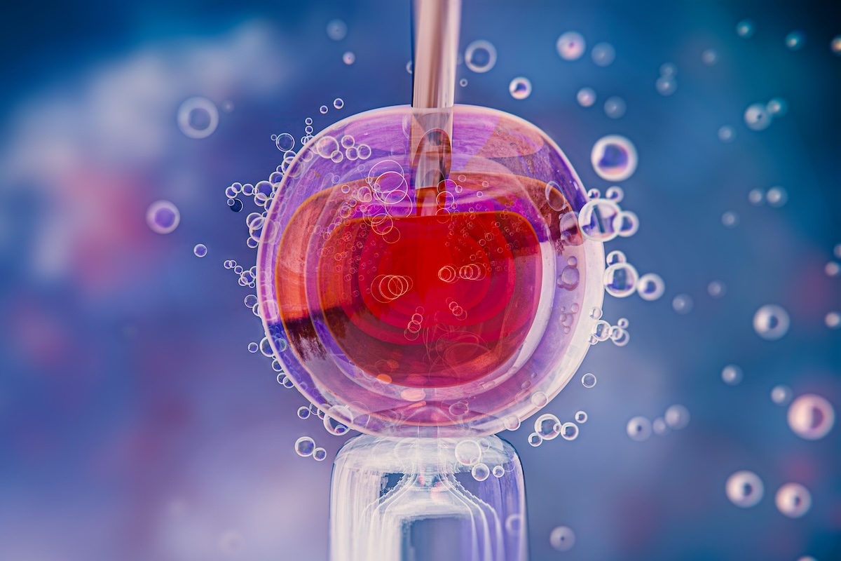 Un ovocyte manipulé en laboratoire dans le cadre d’une PMA.
