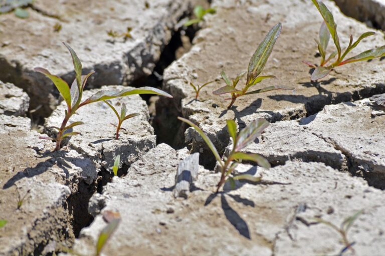 Vue rapprochée d’un sol agricole fissuré par la sécheresse provoquée par les canicules à répétition en France cet été.