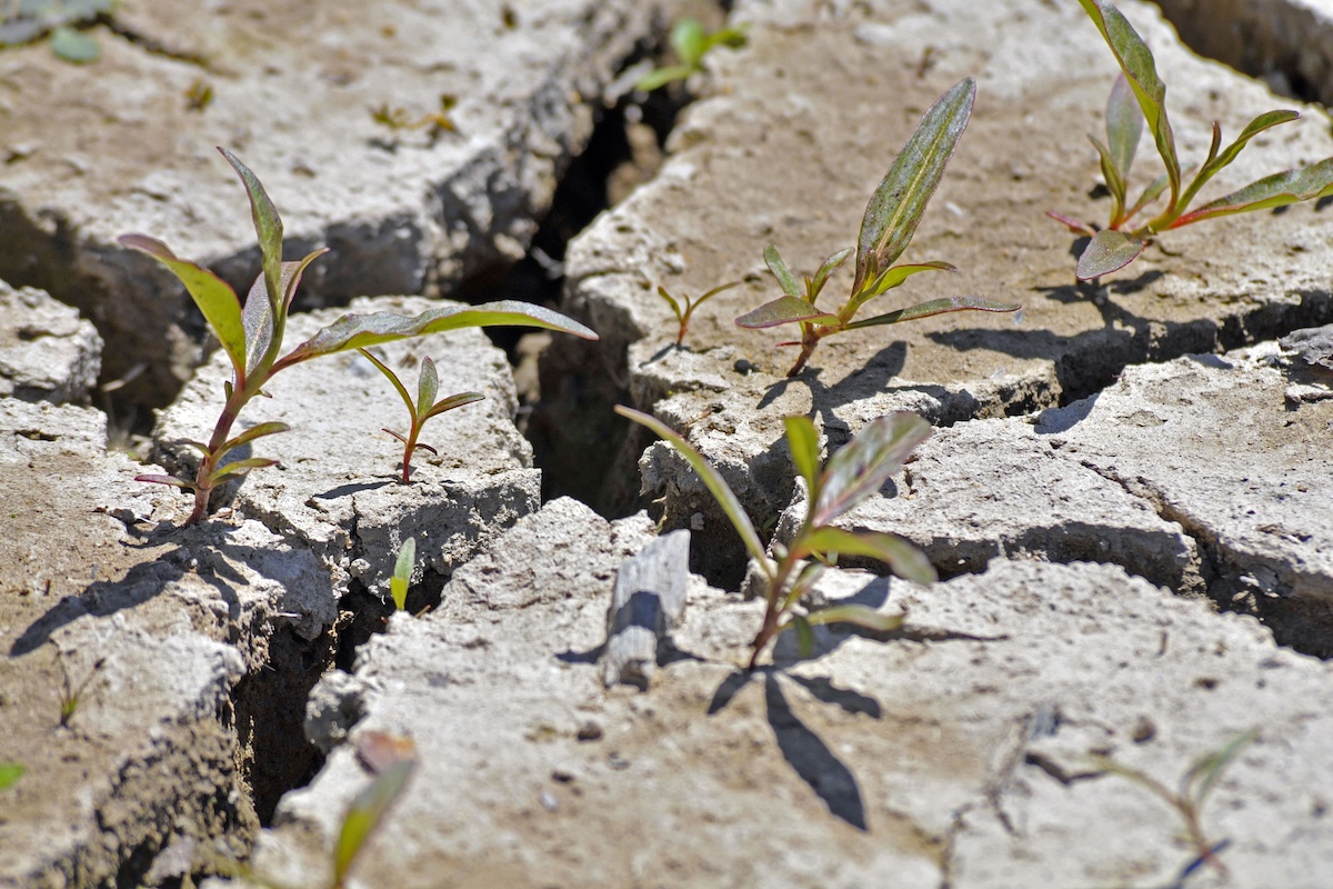 Vue rapprochée d’un sol agricole fissuré par la sécheresse provoquée par les canicules à répétition en France cet été.