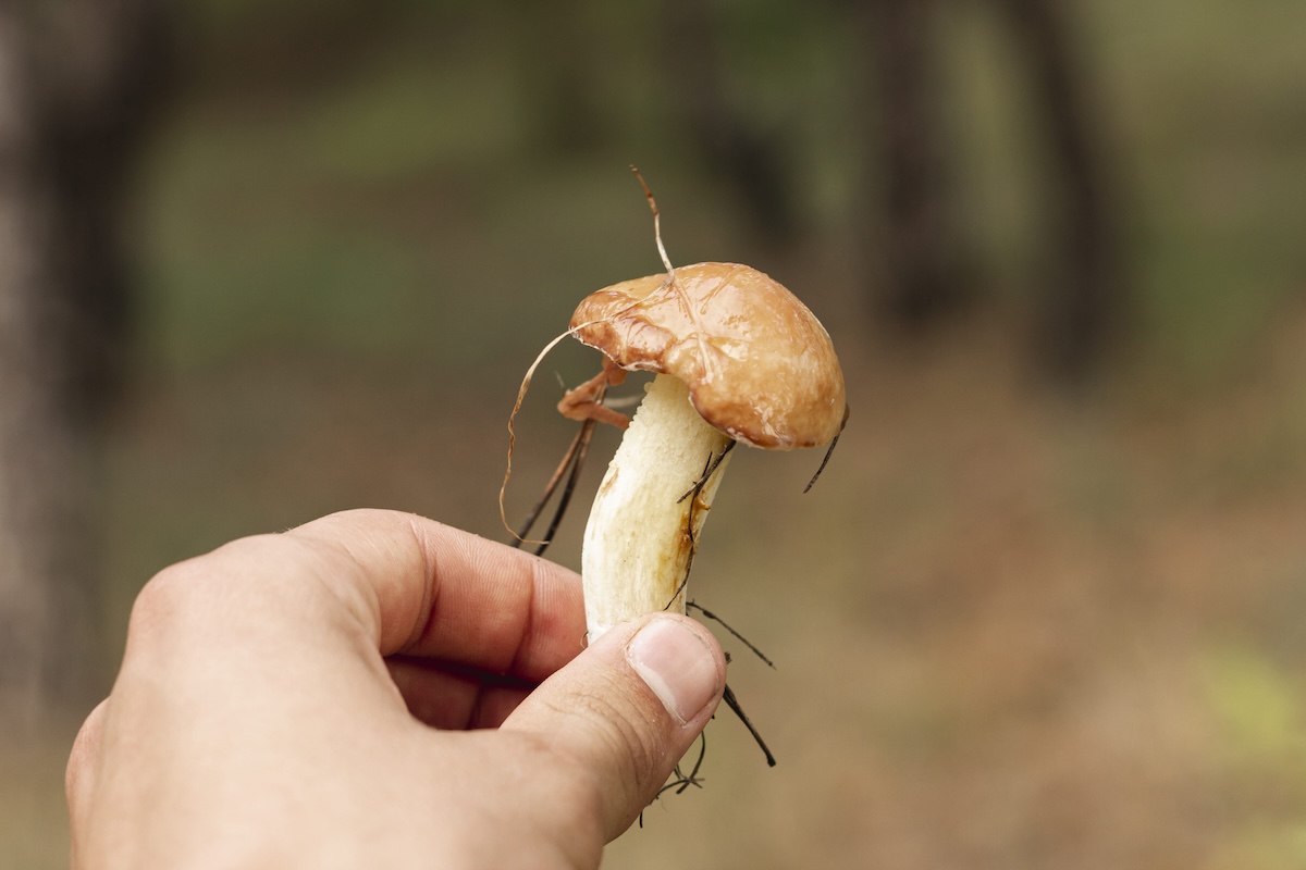 Une personne tient entre ses doigts un champignon fraîchement cueilli en forêt, au chapeau brun orangé et au pied blanc.