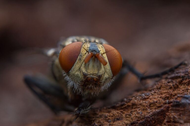 Gros plan sur une mouche aux yeux composés rouges posée sur une surface en bois.