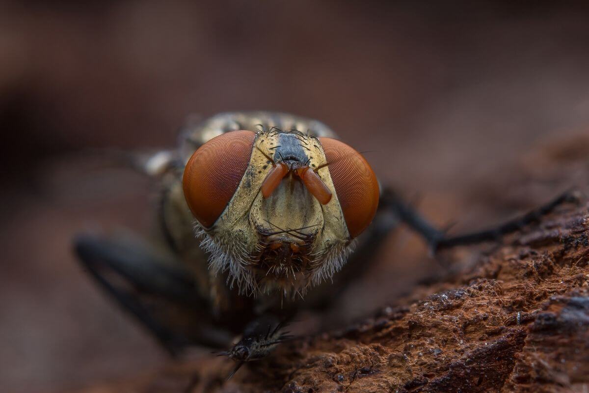 Gros plan sur une mouche aux yeux composés rouges posée sur une surface en bois.